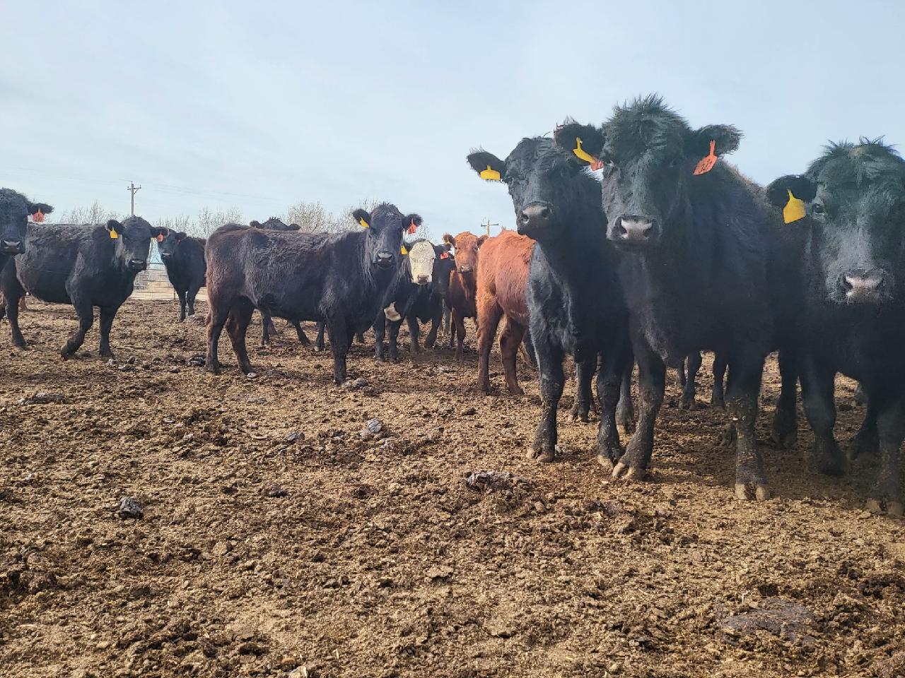 140 Three, Four and Five Year Old Fall Calving Cows